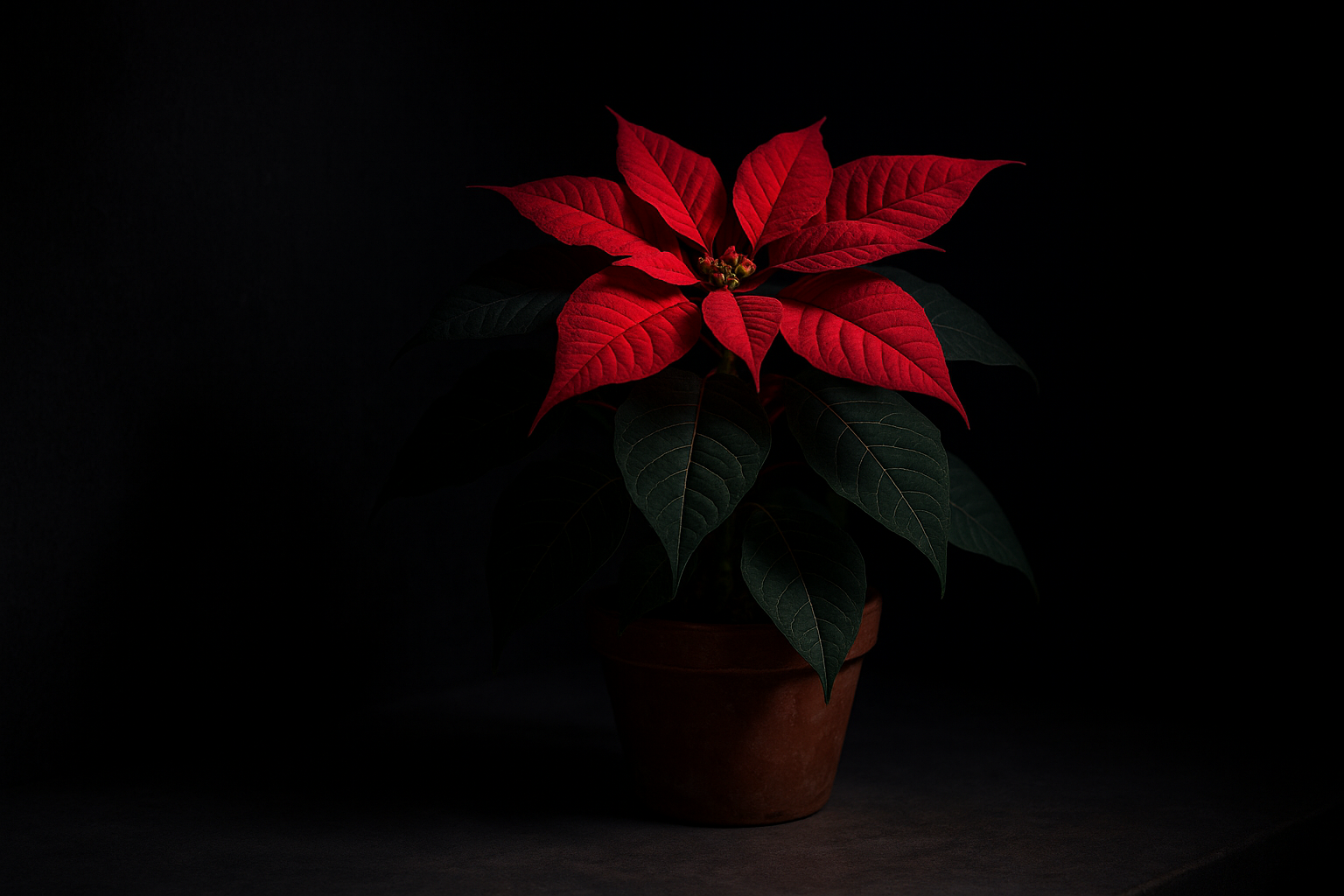 stella di natale quando metterla al buio - Illustration