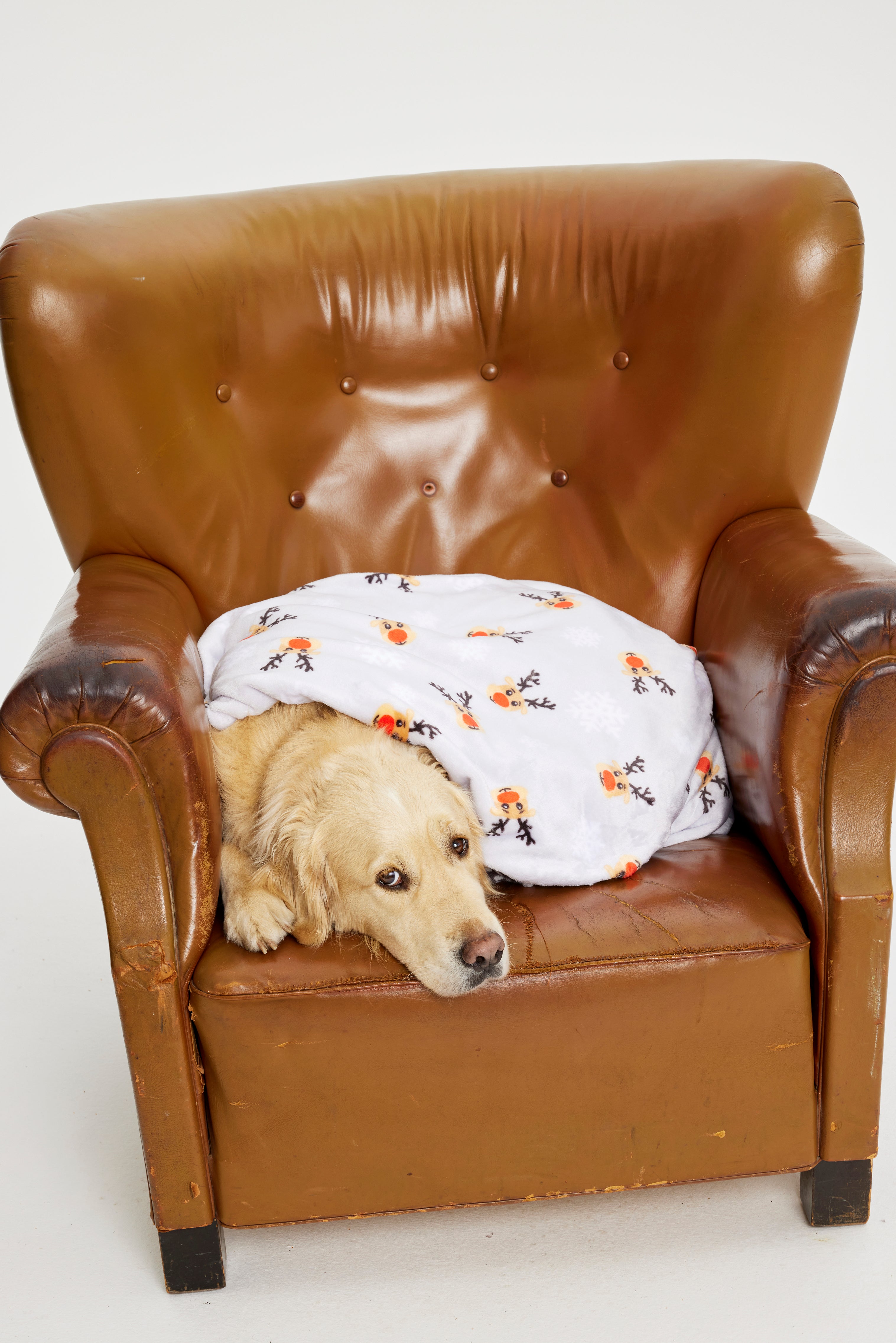 Un cane con una coperta.