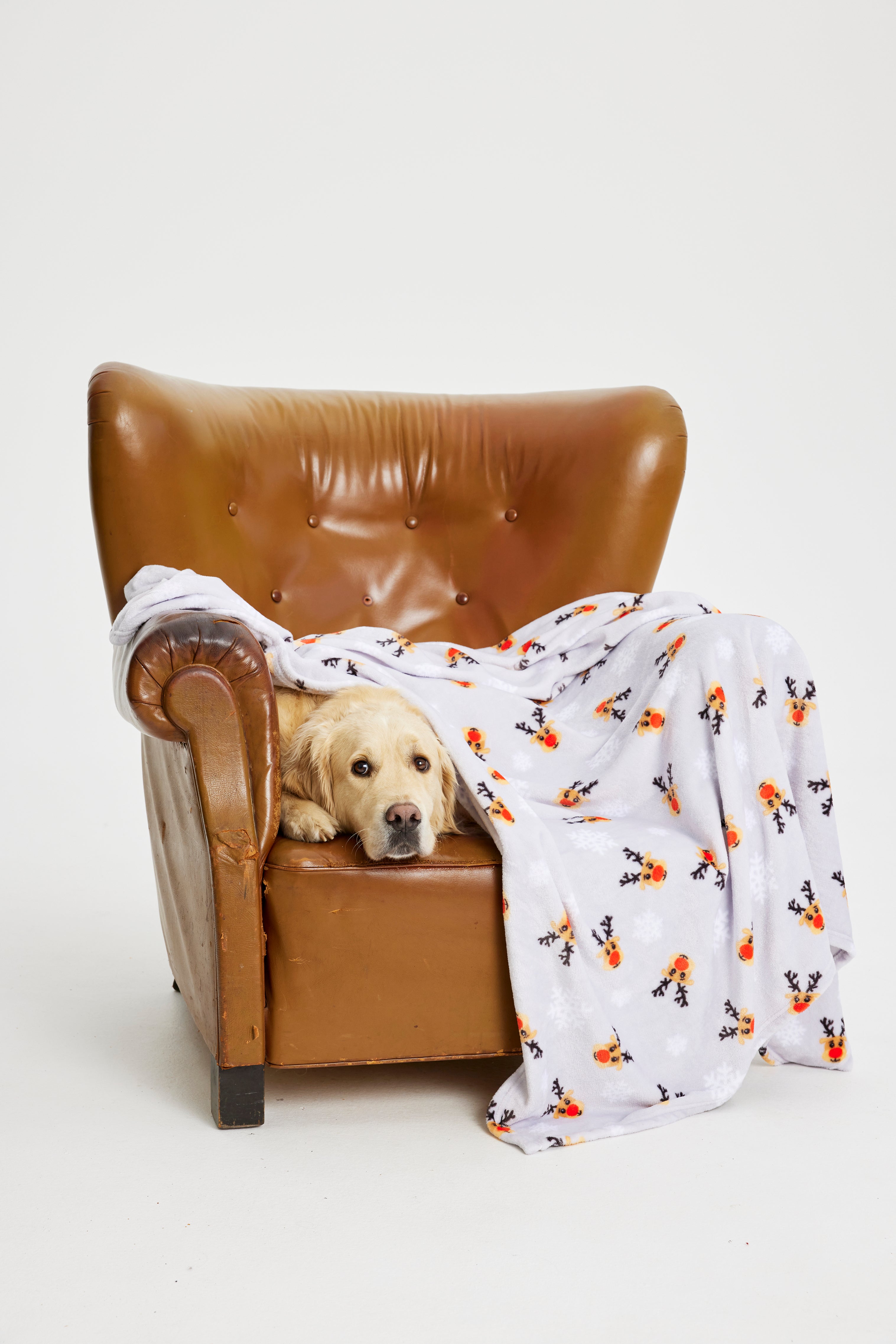 Un cane su una sedia con una coperta.