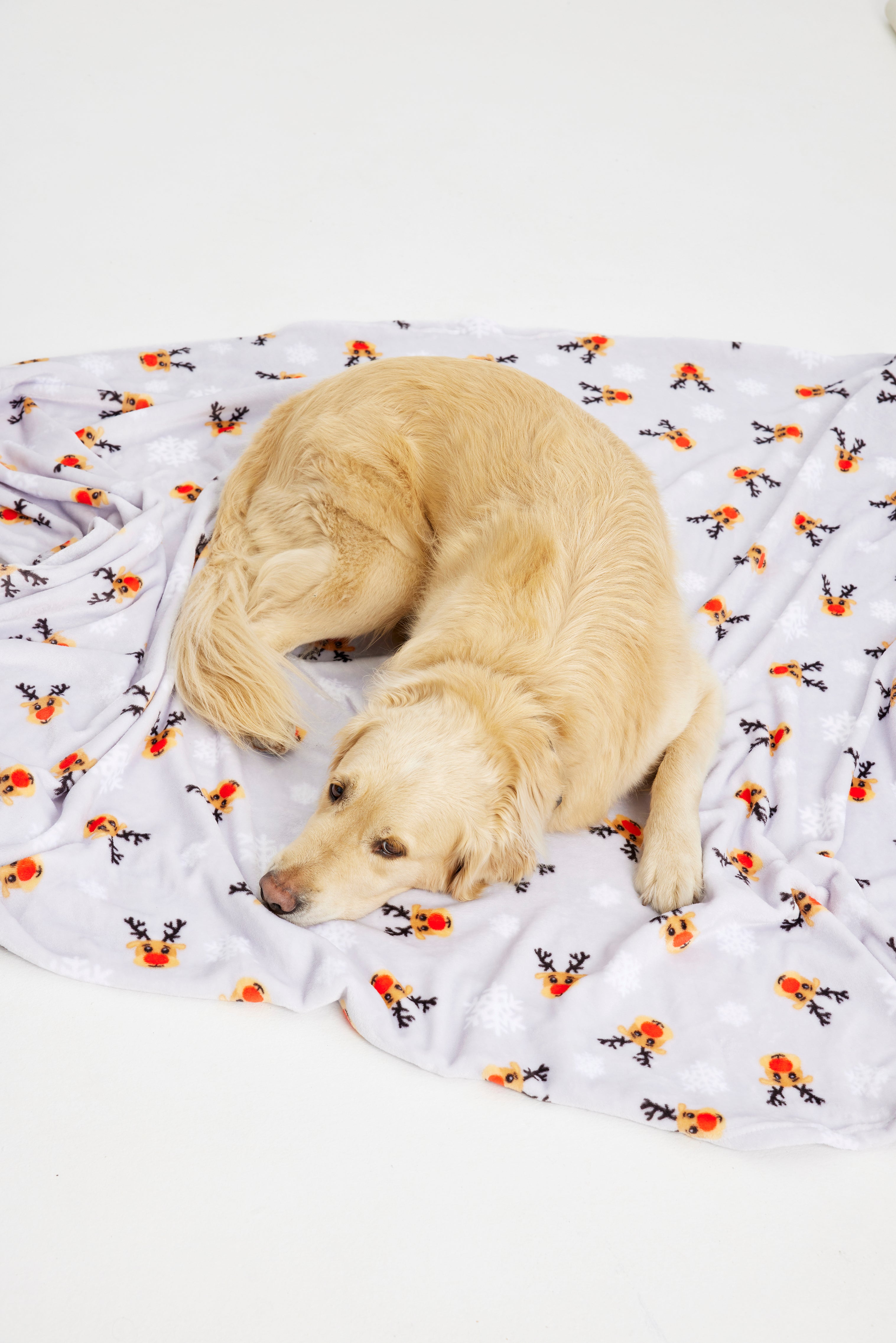 Un cane su una coperta.